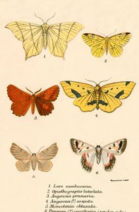 Butterflies by English School
