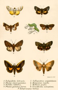 Butterflies by English School