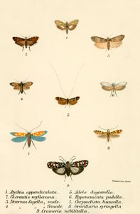 Butterflies by English School