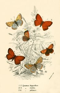 Butterflies by English School