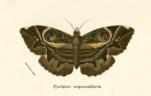 Butterflies by English School