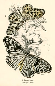 Butterflies by English School