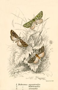 Butterflies by English School