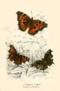 Butterflies by English School