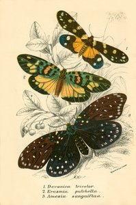 Butterflies by English School