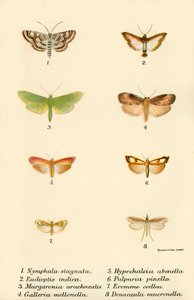 Butterflies by English School