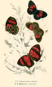 Butterflies by English School