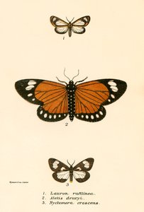 Butterflies by English School