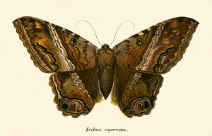 Butterflies by English School