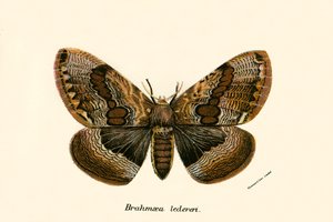 Butterflies by English School