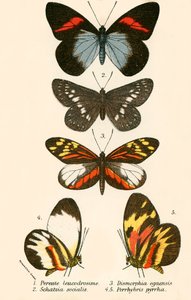 Butterflies by English School