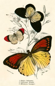Butterflies by English School