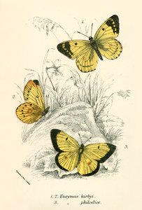 Butterflies by English School
