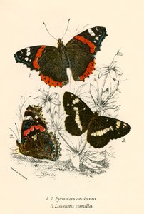 Butterflies by English School