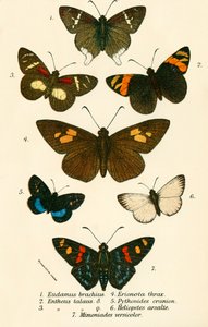 Butterflies by English School