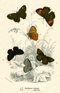 Butterflies by English School