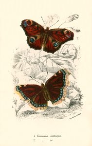 Butterflies by English School