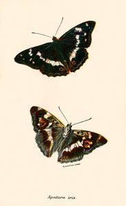 Butterflies by English School