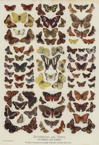 Butterflies and Moths of America and Europe