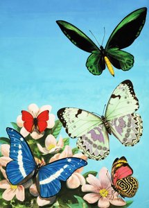 Butterflies montage by English School