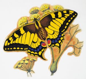 Butterfly by English School