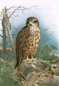 Buzzard