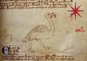Ostrich, from Bestiary
