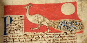 Peacock, from Bestiary