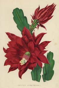 Cactus Jenkinsonii by English School