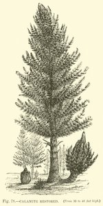 Calamite Restored by English School