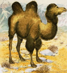 Camel by English School