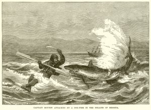 Captain Boyton Attacked by a Dog-Fish in the Straits of Messina