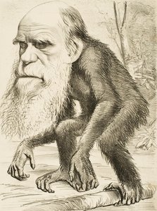 Caricature of Charles Darwin by English School