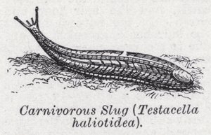 Carnivorous slug, Testacella haliotidea