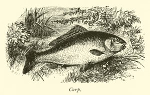 Carp by English School