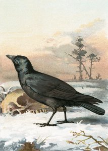 Carrion crow