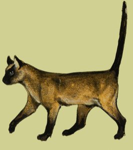 Cat by English School