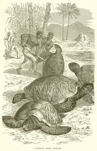 Catching Green Turtles by English School