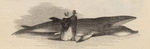 Catching a Whale off Deptford Pier: The Whale by English School