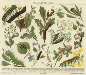 Caterpillars