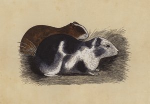Cavy