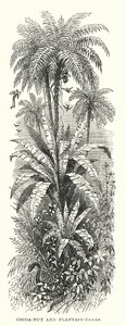 Central America: Cocoa-nut and plantain-trees by English School