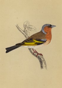 Chaffinch by English School