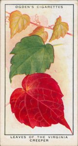 Changing Colours, Seasonal Change, Plants, Leaves of the Virginia Creeper