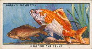 Changing Colours in Young and Adult Fishes, Goldfish and Young by English School