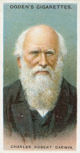 Charles Robert Darwin by English School