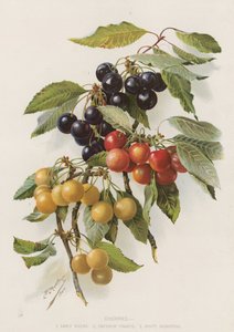 Cherries by English School