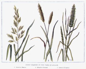 Chief Grasses of the Farm by English School