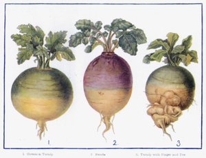 Chief Varieties of Green-Crop by English School