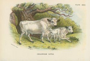 Chillingham Cattle